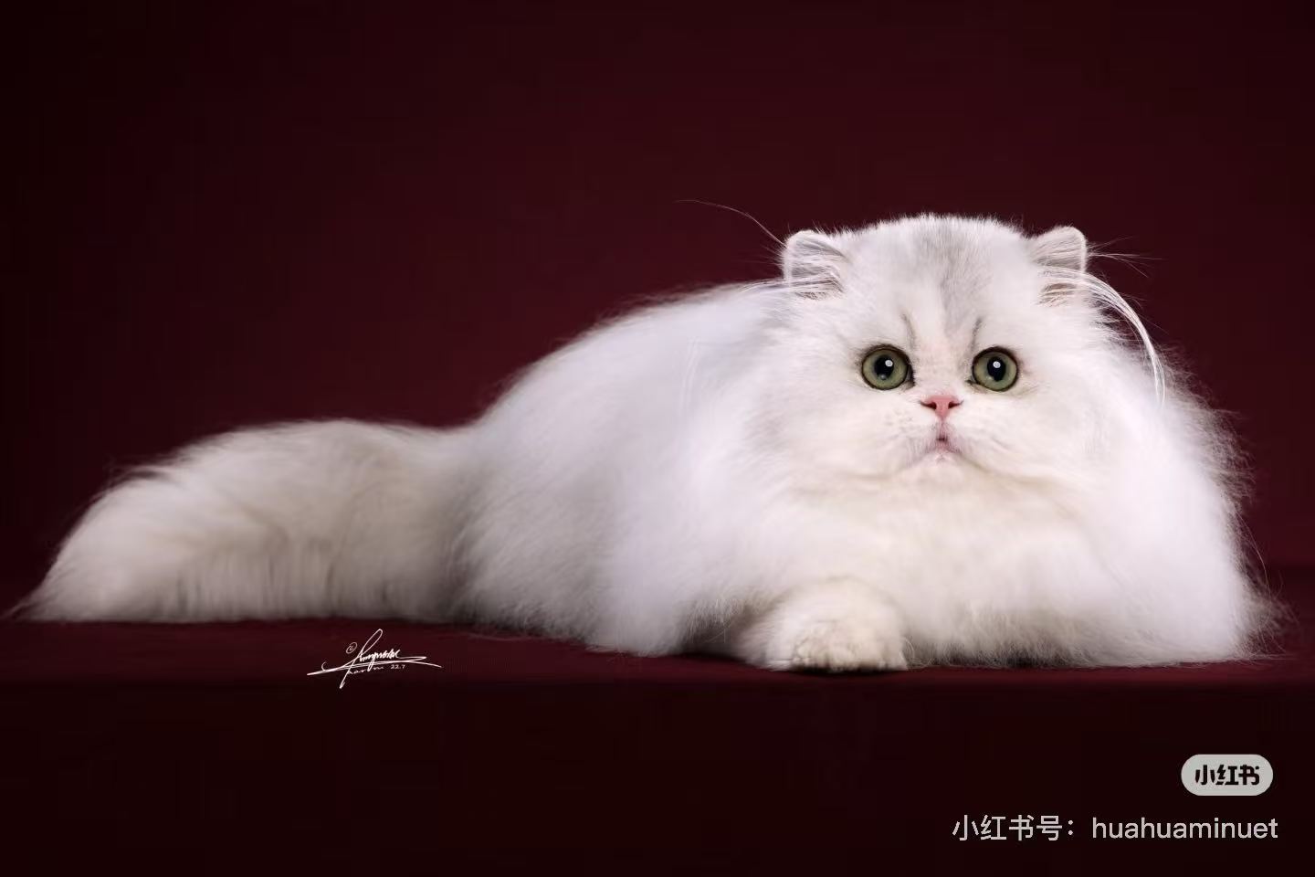 米努特/拿破仑矮脚猫品种参考图，白色长毛矮脚猫