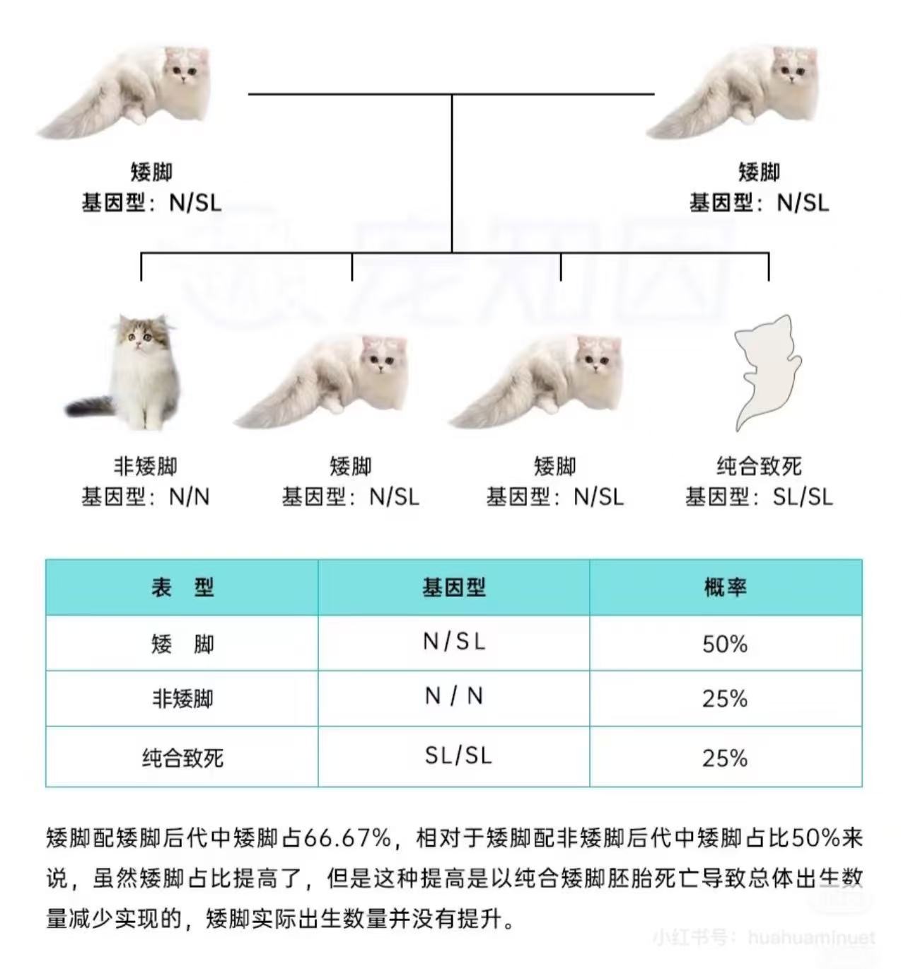 矮脚猫配矮脚的基因型示意图，展示 N/SL、N/N 和 SL/SL 概率