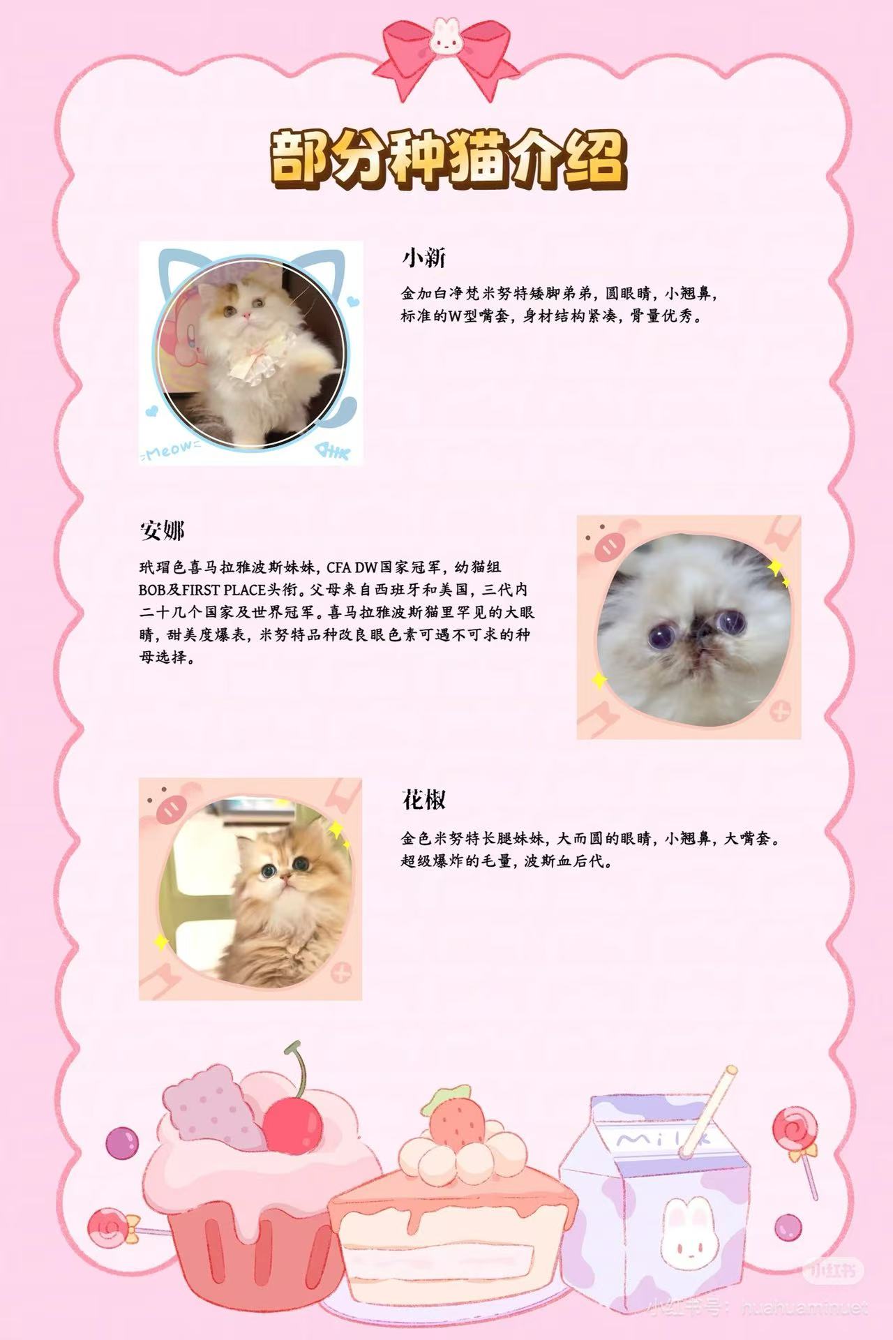 大花花的猫部分种猫资料第一组