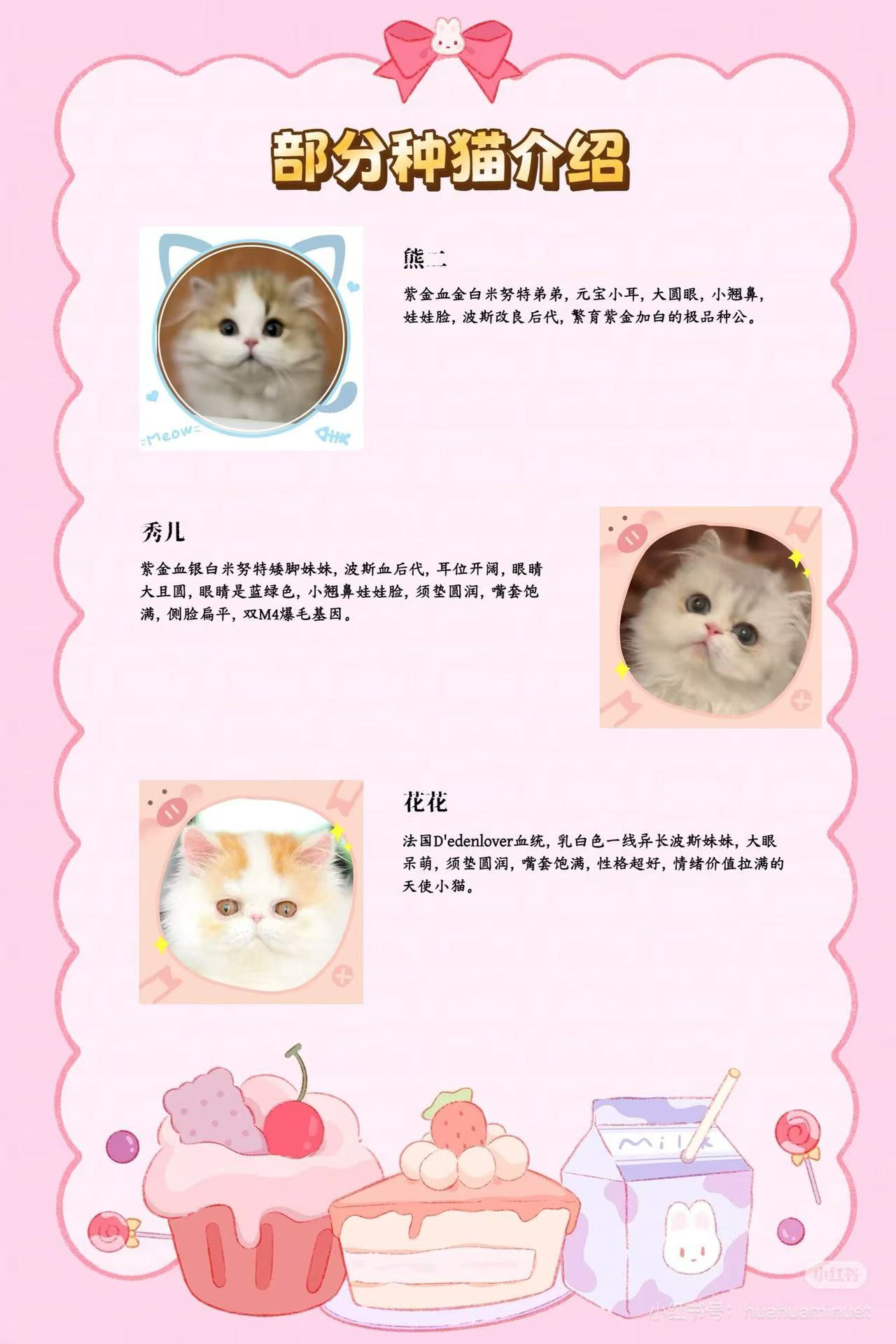 大花花的猫部分种猫资料第二组