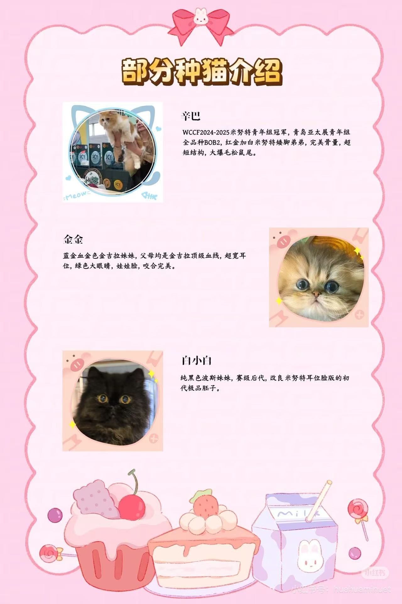大花花的猫部分种猫资料第三组