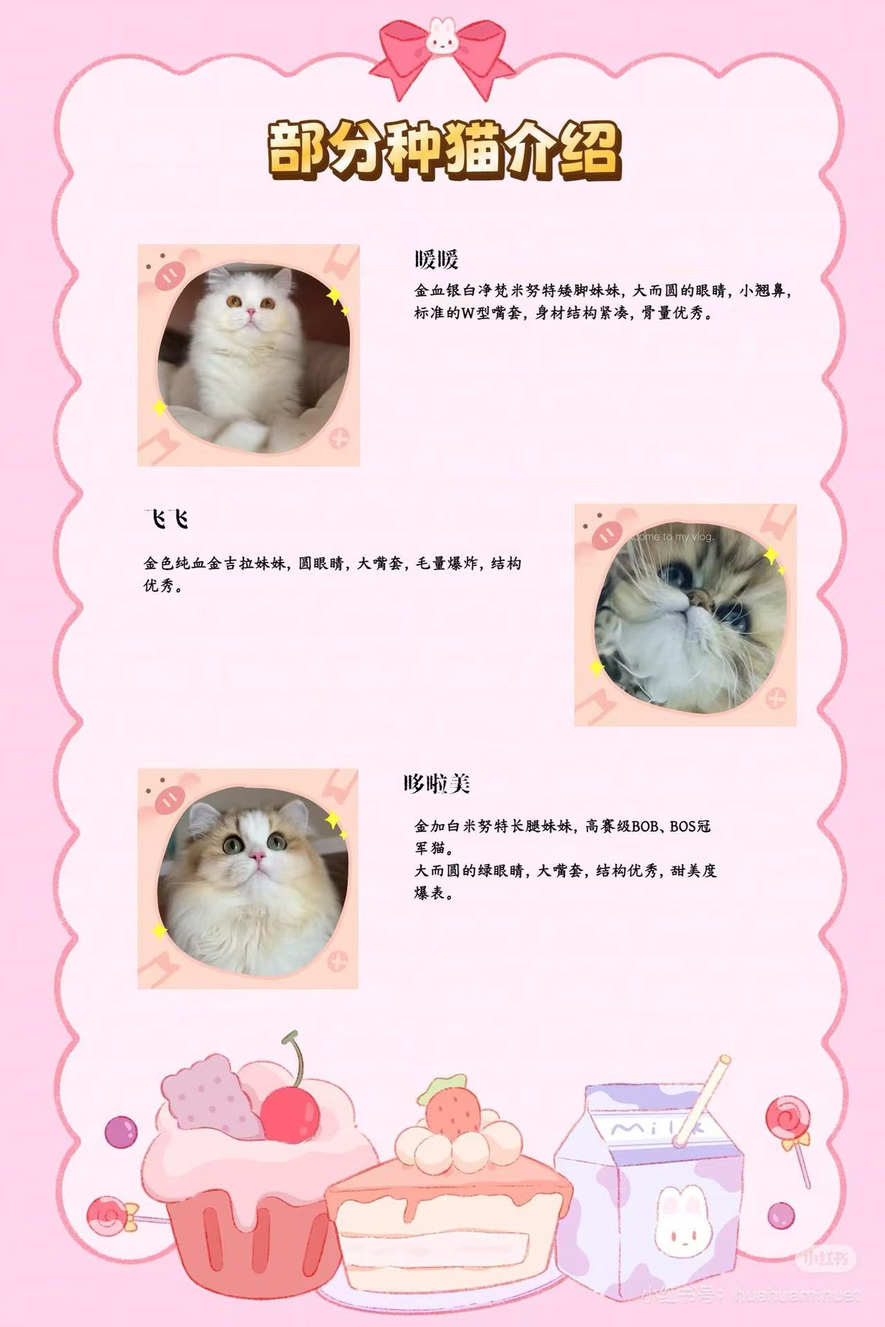 大花花的猫部分种猫资料第四组