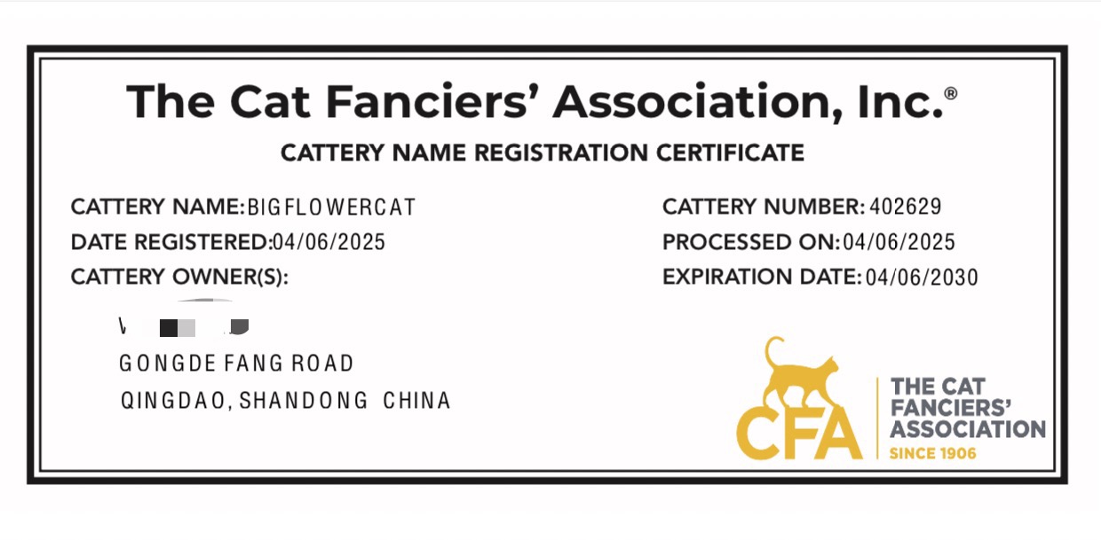 大花花的猫 CFA 猫舍名称注册证书打码图，猫舍名 BIG FLOWERCAT，编号 402629，注册日期 2025-04-06，到期 2030-04-06
