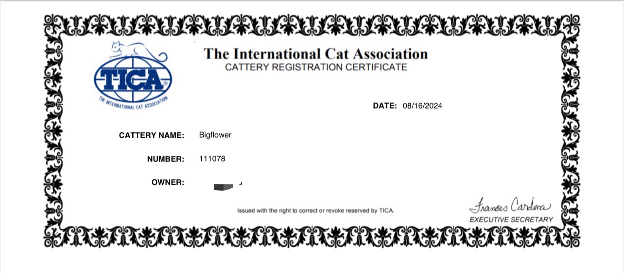 大花花的猫 TICA 猫舍注册证书打码图，猫舍名 Bigflower，编号 111078，日期 2024-08-16